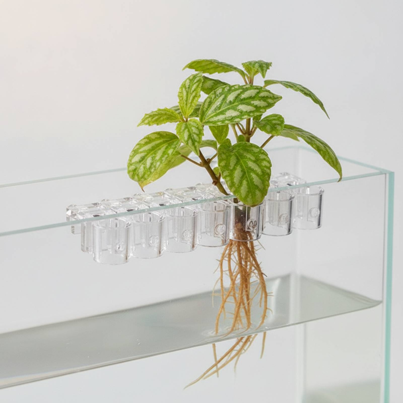 6 Pieces Aquarium Planter Clea - Aquarium Planted ulasan dan harga