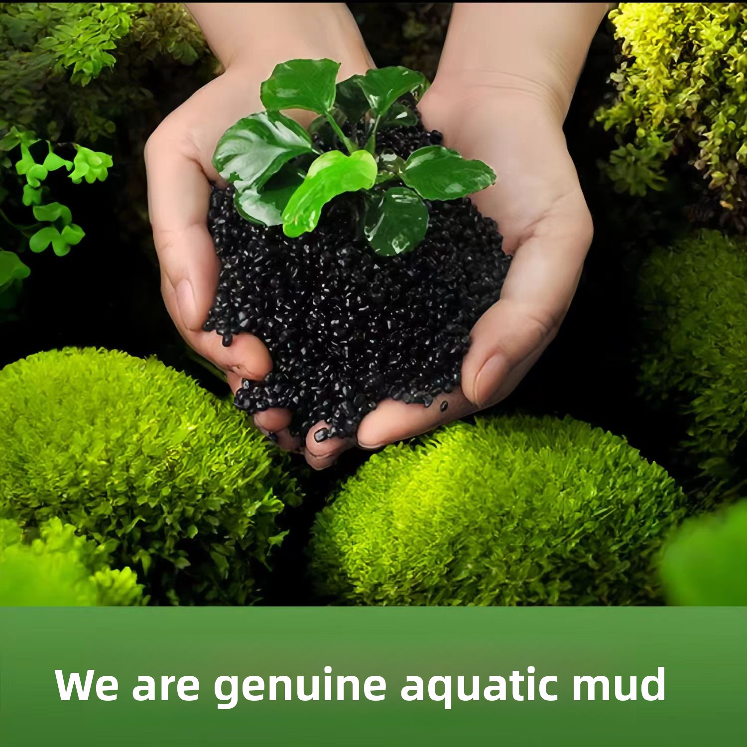Non-Ceramic Aquatic Plant Mud  - Planted Aquarium With Sand ulasan dan harga