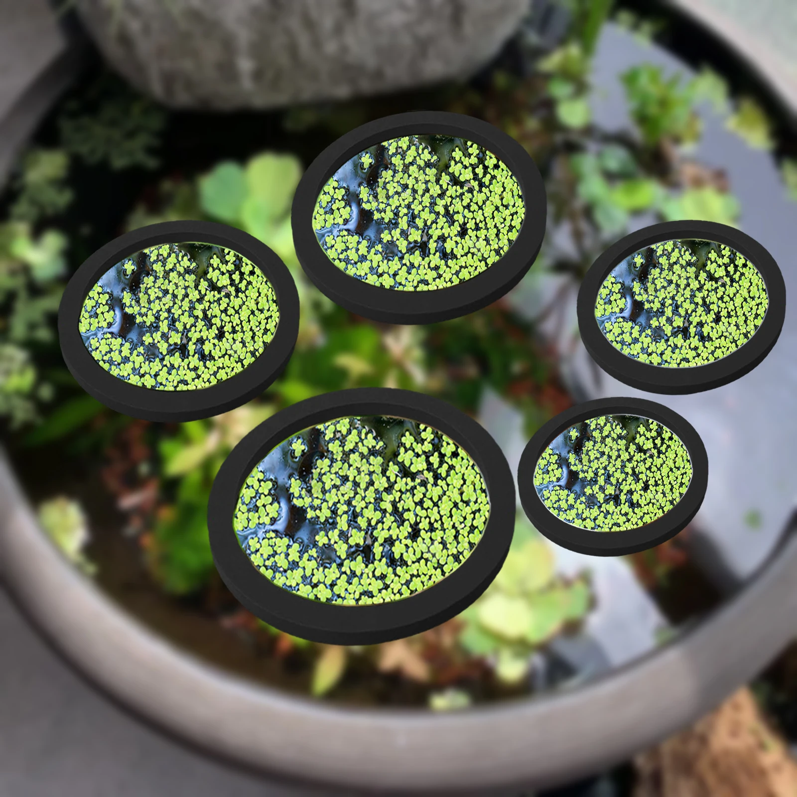 5Pcs EVA Fish Feeding Ring Aqu - Aquarium Planted ulasan dan harga