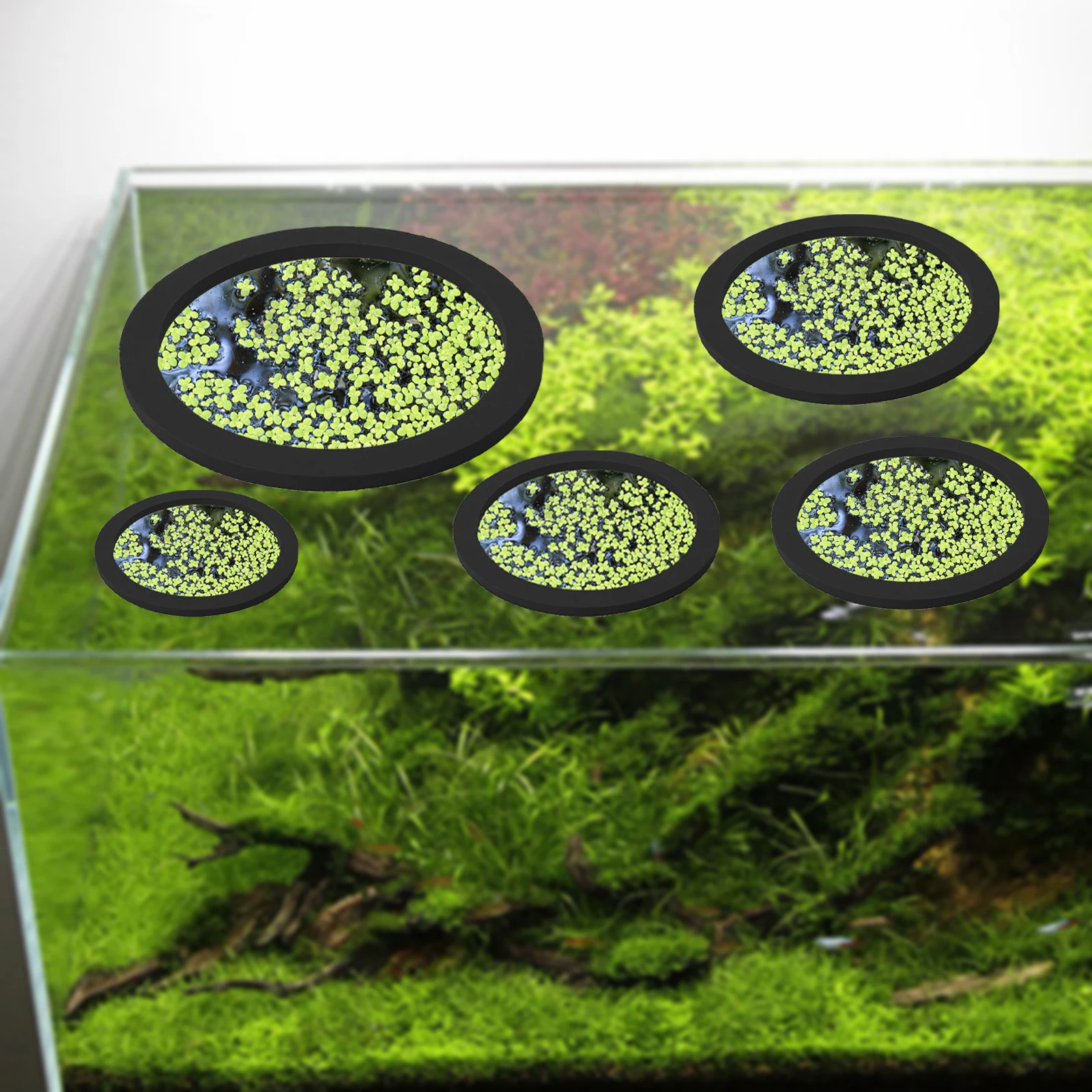 5Pcs EVA Fish Feeding Ring Aqu - Aquarium Planted ulasan dan harga