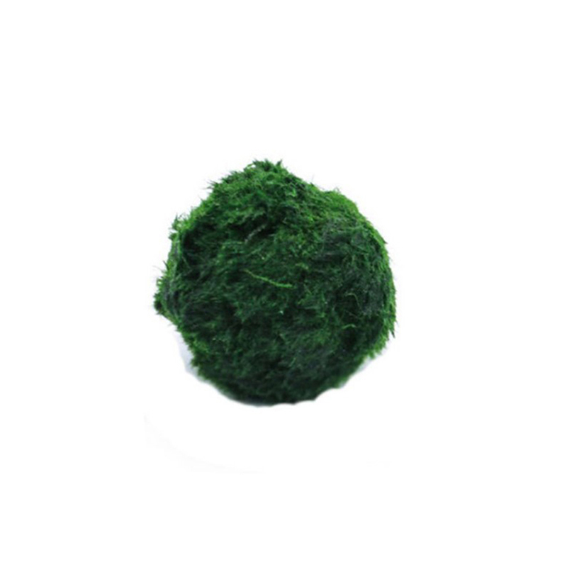 Marimo Moss Balls Live Aquariu - Planted Aquarium Algae ulasan dan harga